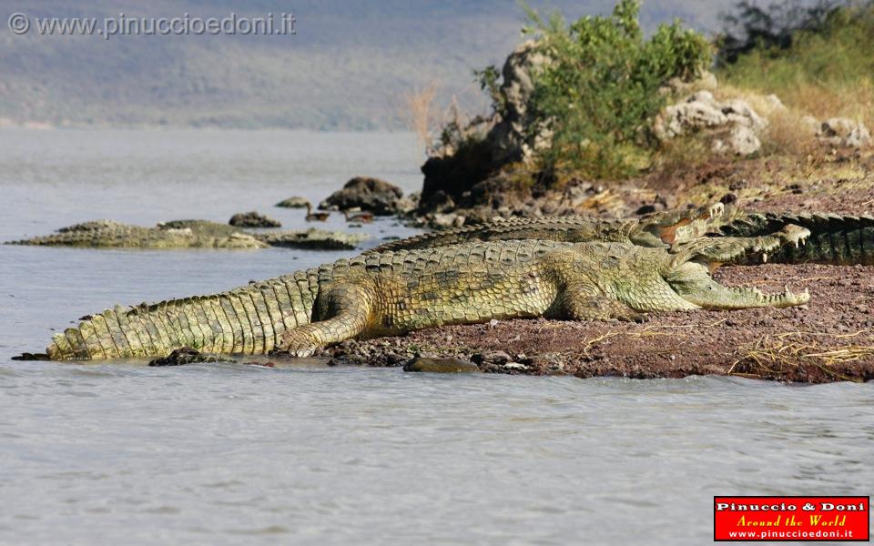 Ethiopia - Lago Chamo - Coccodrilli - 16.jpg